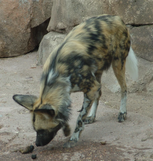 a spotted animal is eating from the ground