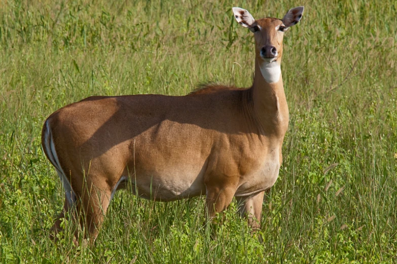 the large deer is standing in the tall green grass