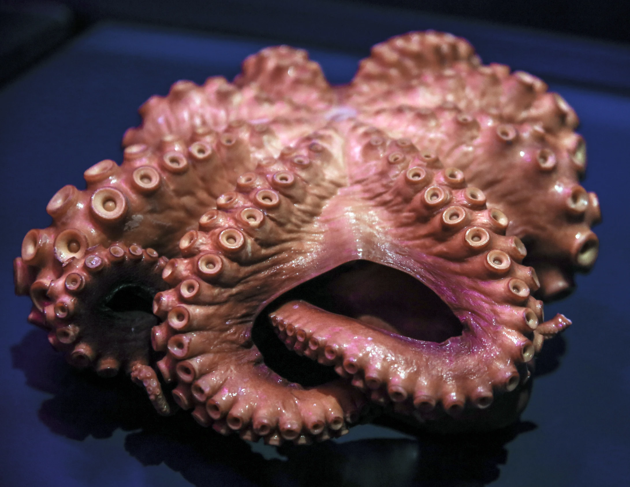 an octo is sitting on the table with its mouth open