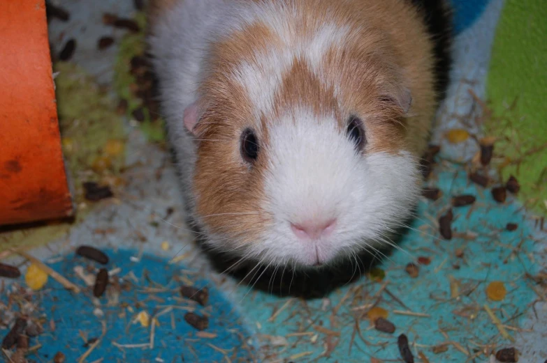 the hamster is looking around while sitting