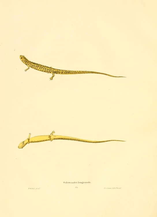 a lite lizard and a salaman on a white background