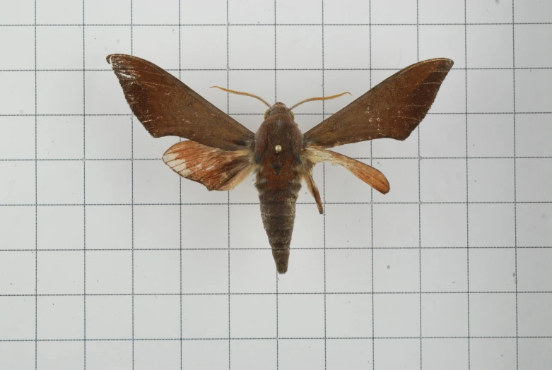 a moth hanging upside down on a white background