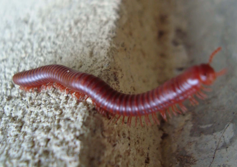 an orange long worm is in some cement