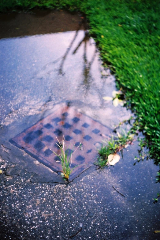 a plant on the pavement with grass surrounding it