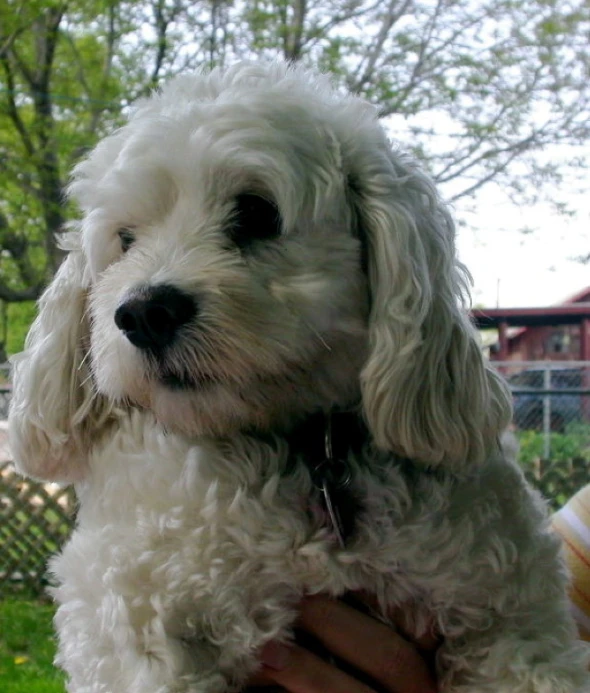 a small white dog sitting on the back of a person's shoulder