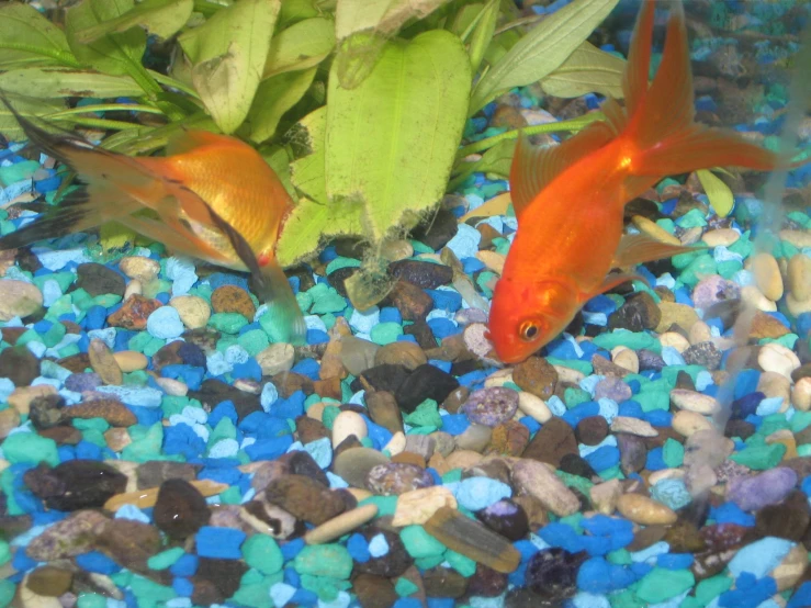 two fish swimming in an aquarium full of rocks and gravel