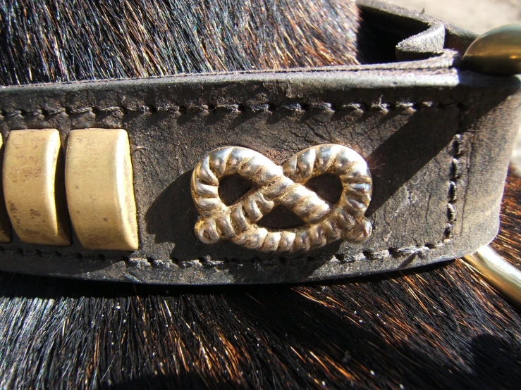 a dog wearing leather collar with ons on the bottom