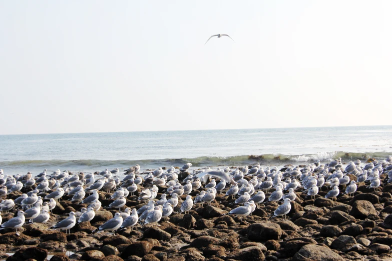 there are many birds on the beach and one is flying