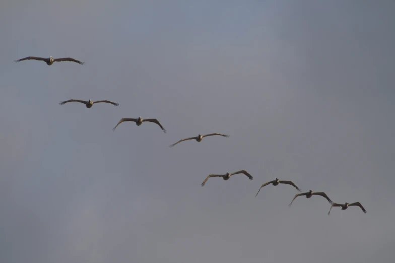 a flock of birds flying across a gray sky