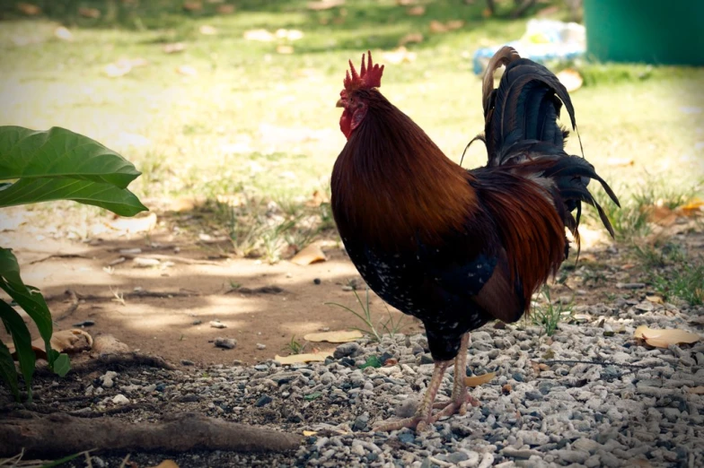 a rooster with black feathers stands on the ground