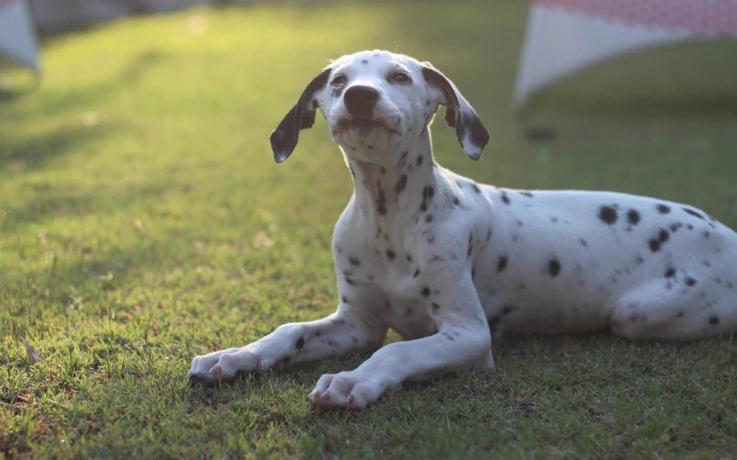 a dalmatian laying in the grass outside on the ground