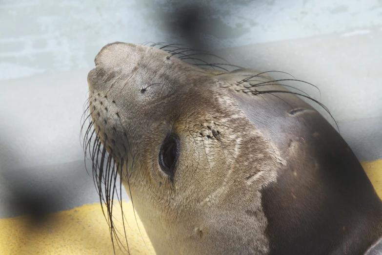 this seal has the seal looks like he is having a lot of fun