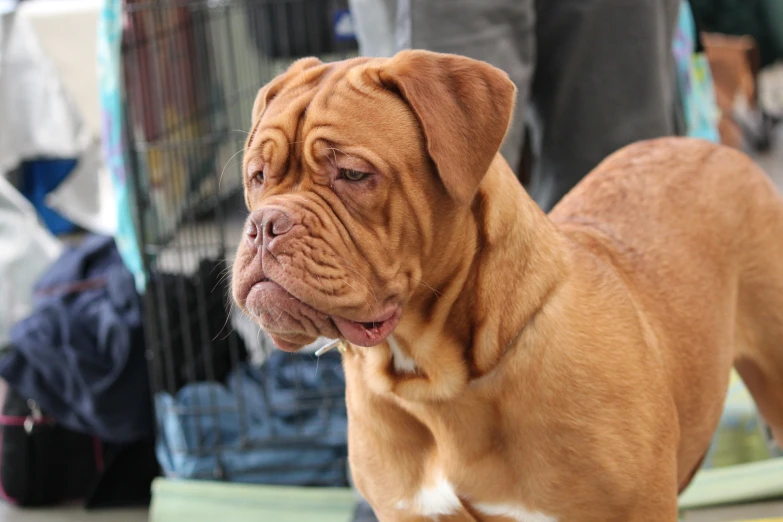 a brown dog with white spots on its nose