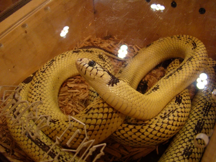 an extremely close up view of a yellow snake