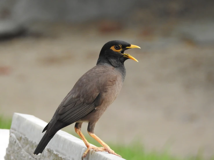 a brown bird with a yellow beak sitting on top of a block