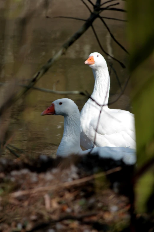 two large white ducks are together in the water