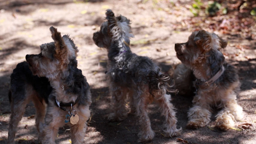 three dogs stand with their paws on a leash