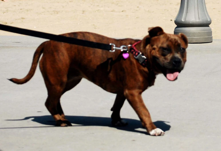 a dog pulling itself with its tongue on a leash