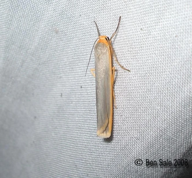 the large insect is standing on a white surface