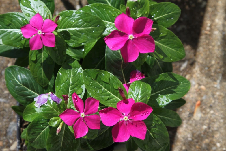 pink flowers and green leaves are growing on the outside