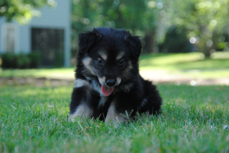 a black and brown dog sitting in the grass