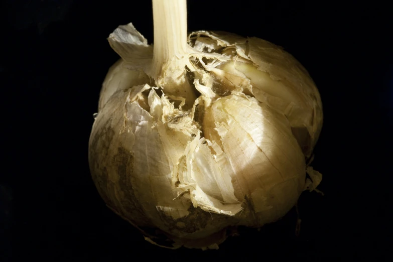 a head of garlic in the dark with its stem still attached