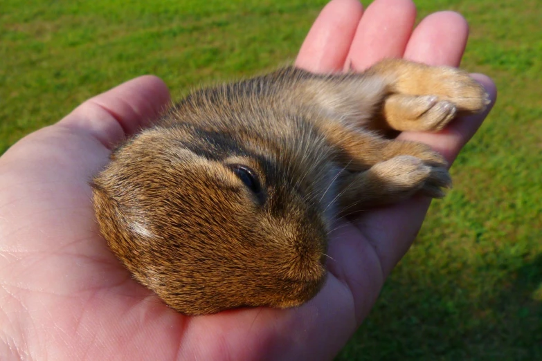 an animal laying on its hind legs in the palm of someones hand