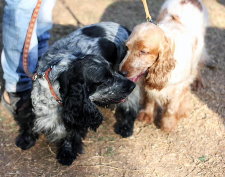 a couple of dogs that are on a leash