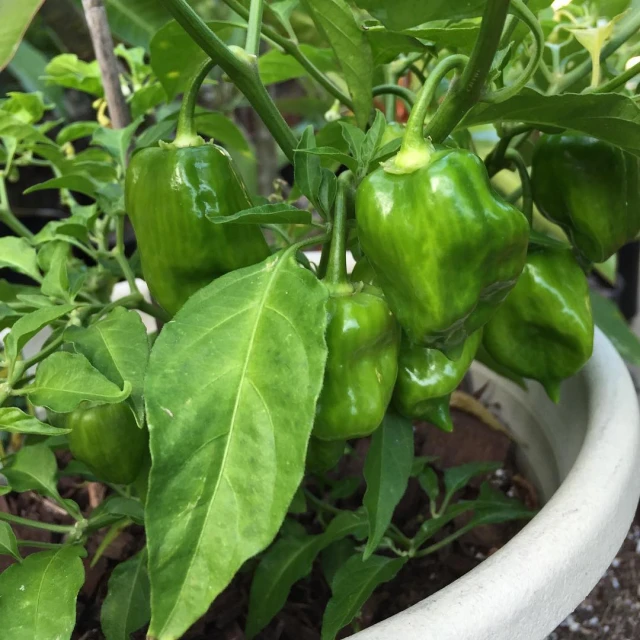 green peppers are growing on the plant