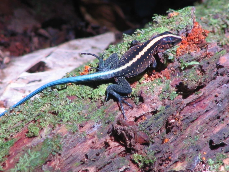 a large lizard sitting on top of a mossy rock