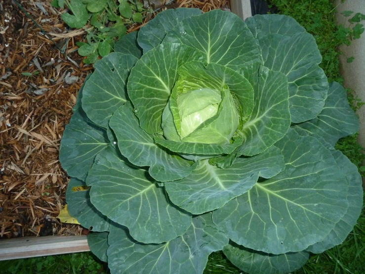 green plant that looks like cabbage, growing in the garden