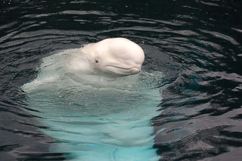 a polar bear swimming in the water by itself