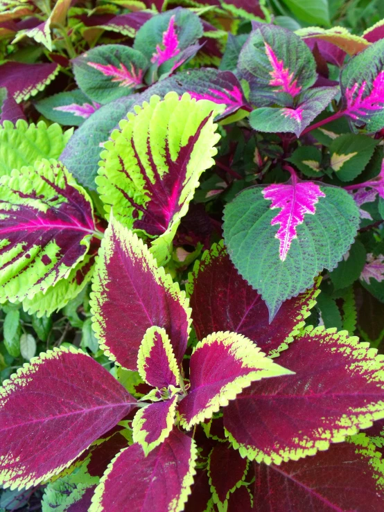 a close up of many different flowers in a plant