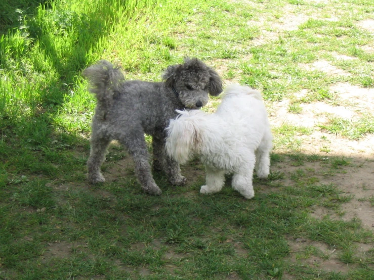 two small dogs standing next to each other