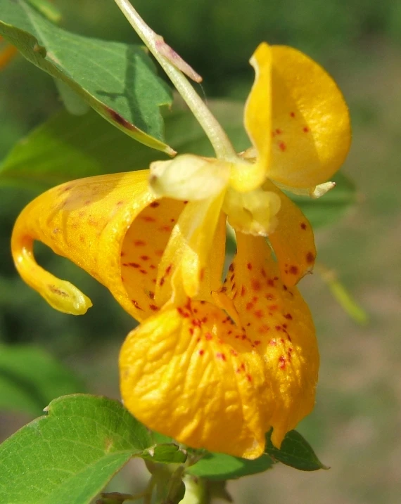 the bright yellow flowers are starting to grow