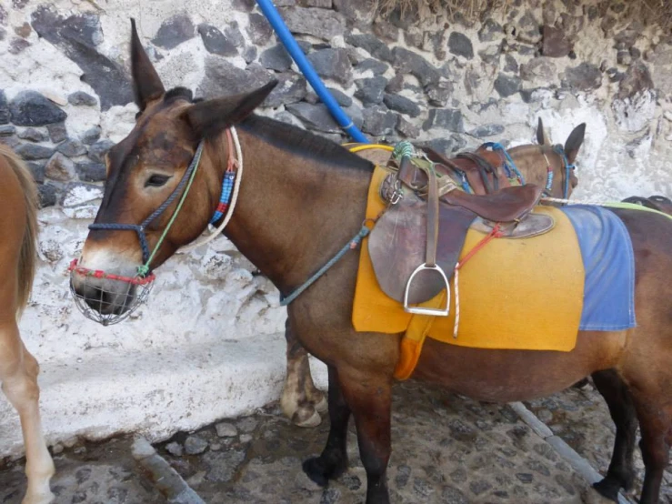 two horses tied to a wall next to each other