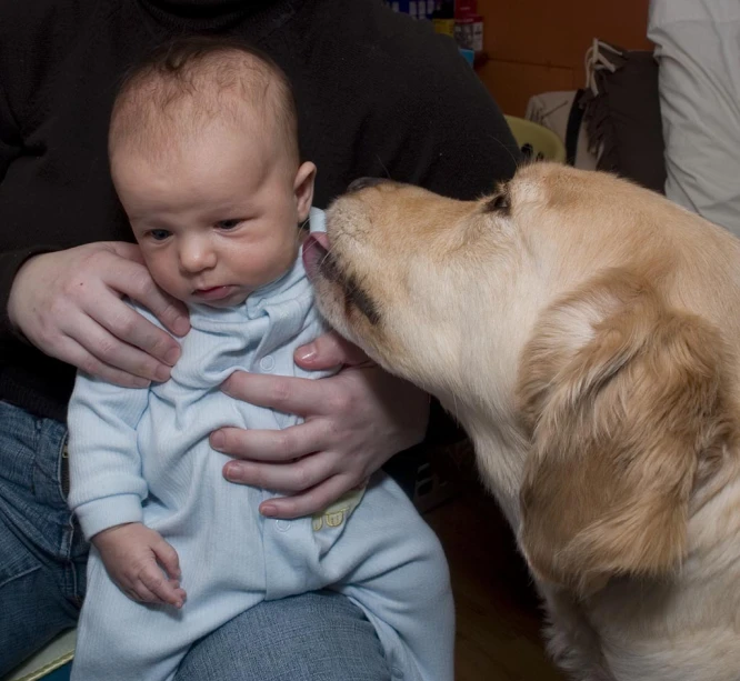 a man holds a baby and his dog sniffs him