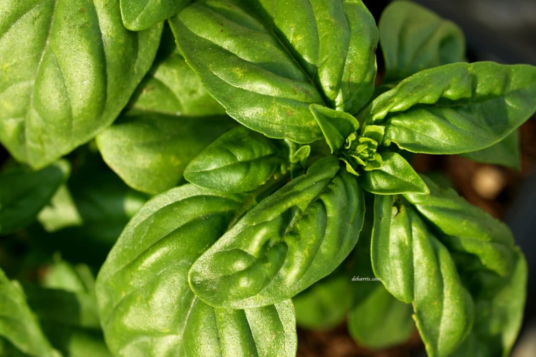 an up close s of a green plant with very little flowers