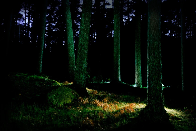 a dark forest with bright lights shining through trees