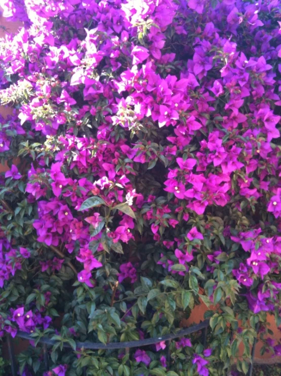 a pink bush covered in lots of purple flowers