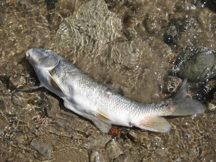 a dead fish with white and red fish fins