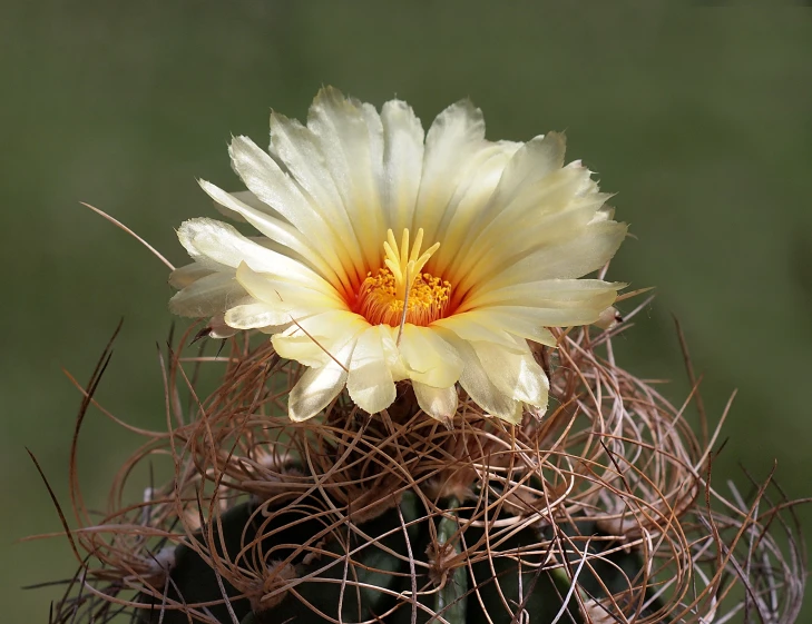 a white flower that is sitting on top of a plant