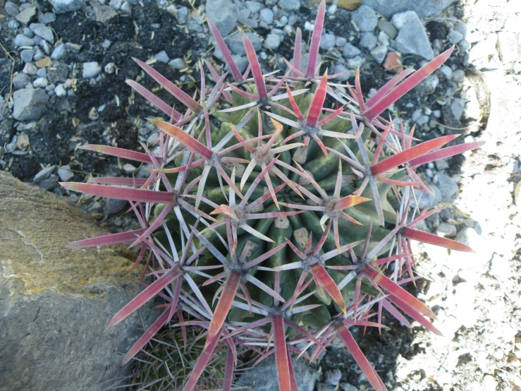 a cactus spiky on a rocky area with gravel