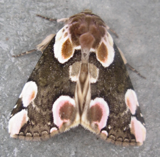 the moth is brown and white on it's wings