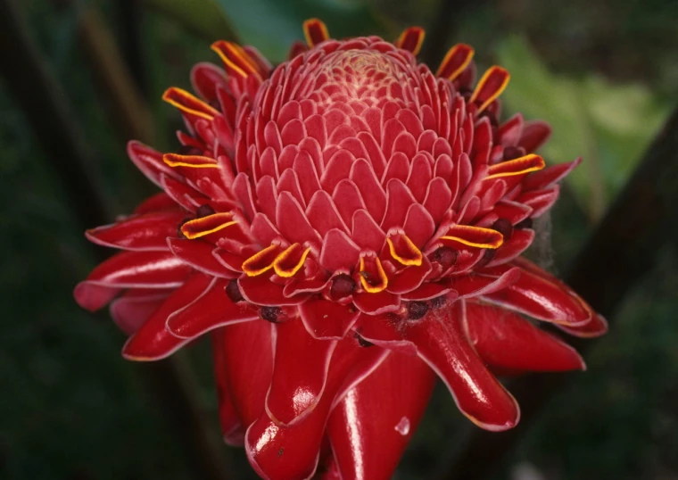 an image of an unusual looking plant that looks like  orange flowers