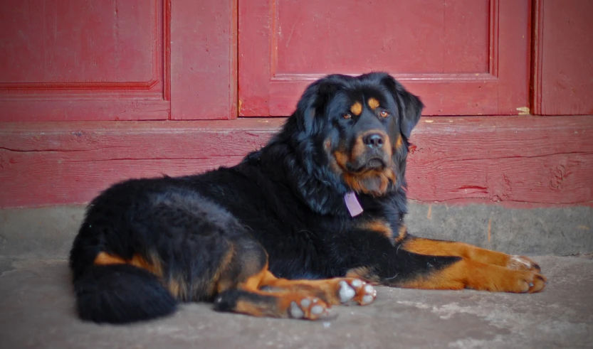 a close up of a dog laying on the ground next to a red door