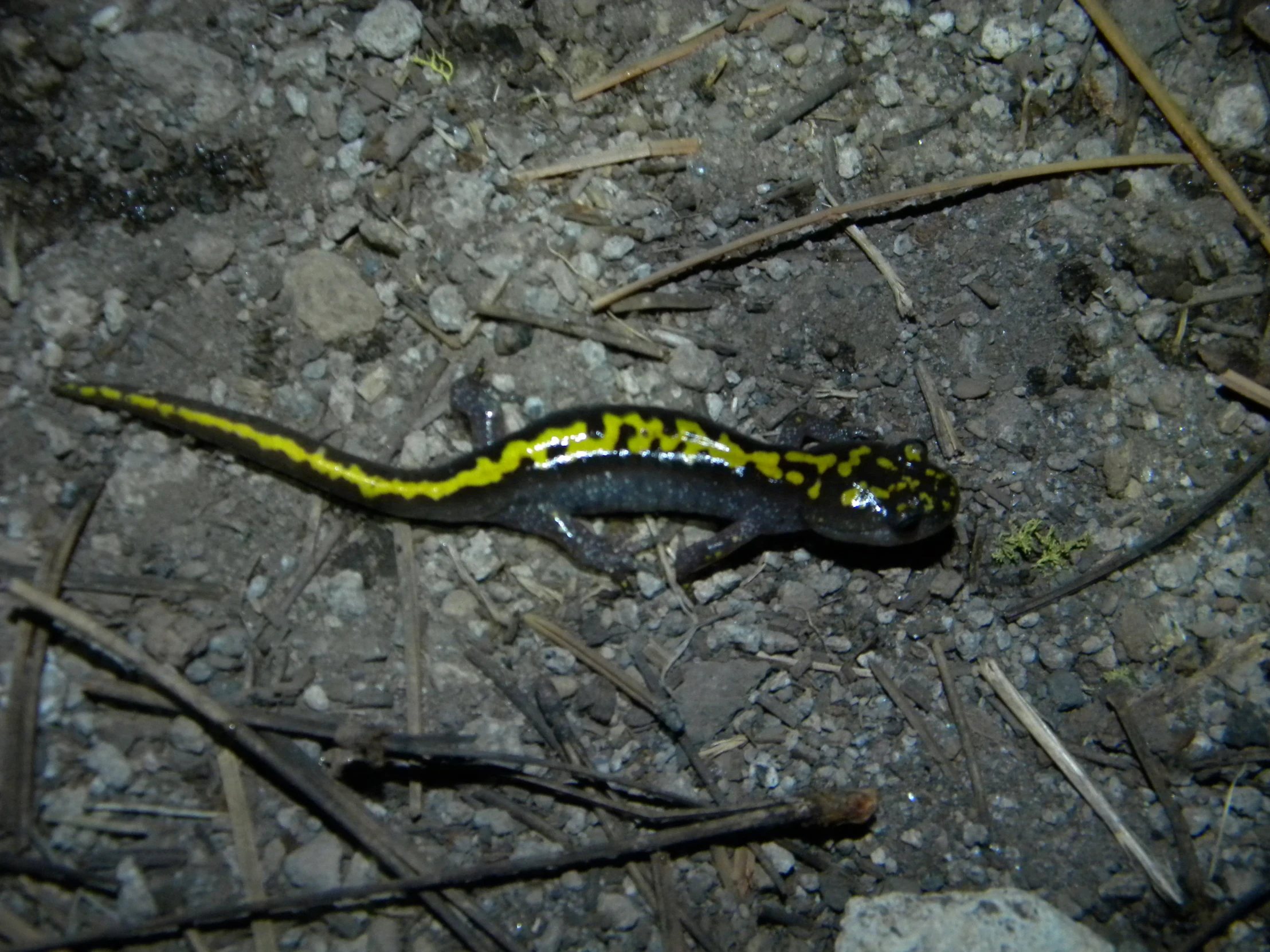 a slug on the ground, resting and looking around