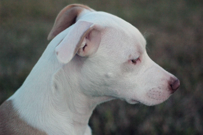 a white dog has glitter on its face