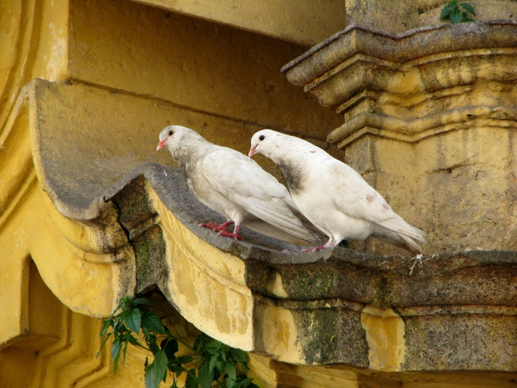 two birds sit on a ledge, one sitting down