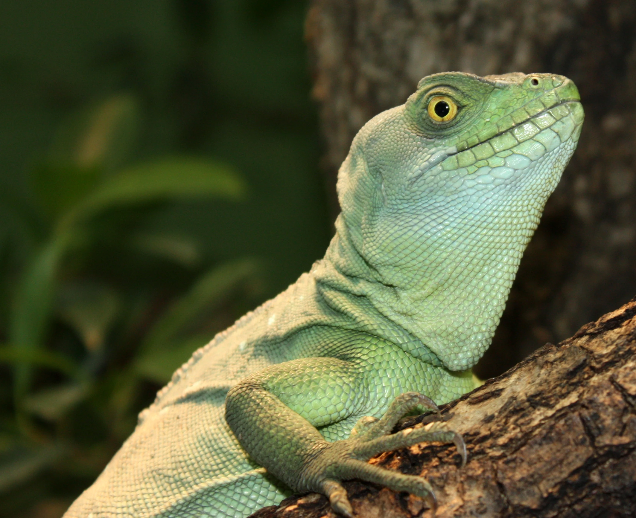 a lizard sitting on the side of a tree nch